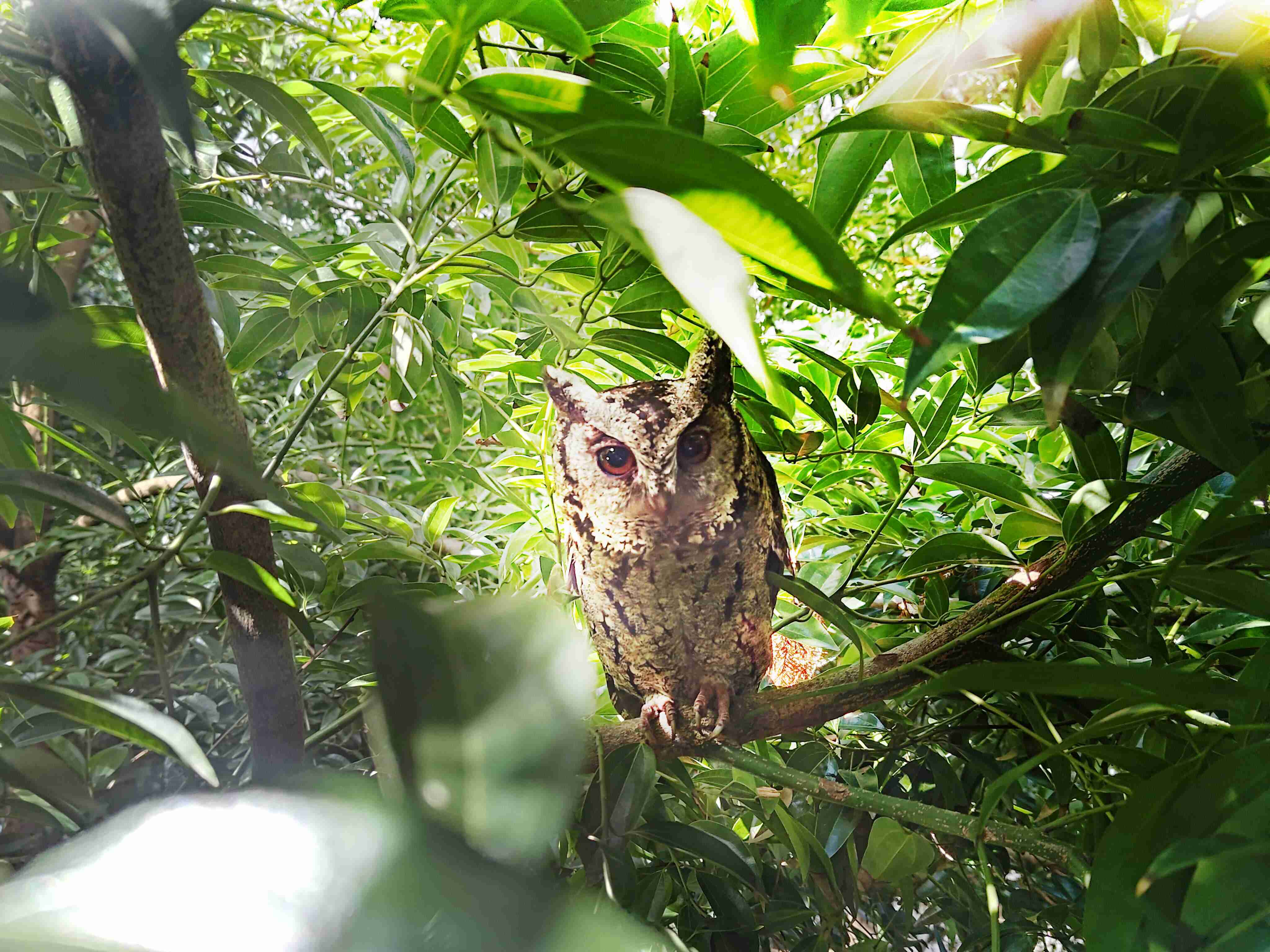 OBPay致力提倡净零绿生活，，16年以来在全球各厂区植树逾百万棵，，，造就各厂区树木蔚然成林，，，犹如森林工厂，，，，成为许多生物的栖息地